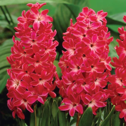 Hyacint Red Glory - Hyacinthus - cibule hyacintu - 1 ks