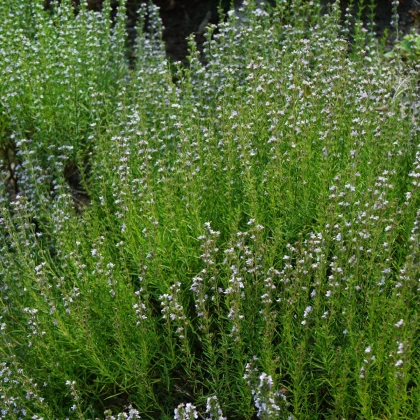 Saturejka horská Bolero - Satureja montana - semena saturejky - 500 ks