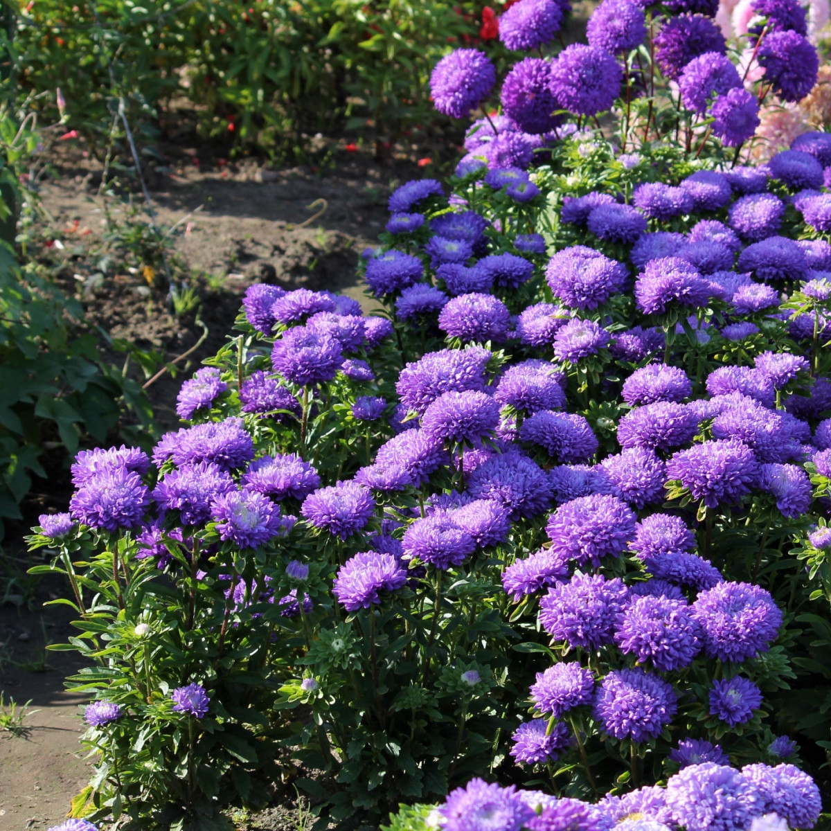 Astra čínská vysoká modrá Princess - Callistephus chinensis - semena astry - 50 ks