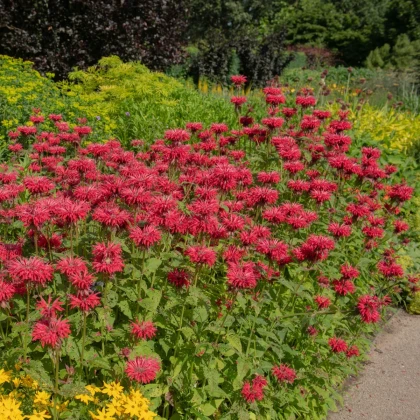 Zavinutka podvojná - Monarda - Monarda didyma - semena zavinutky - 30 ks