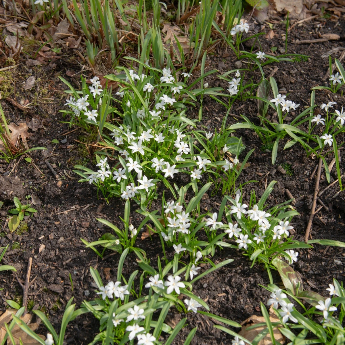 Ladonička zářící bílá - Chionodoxa luciliae alba - cibule ladoničky - 5 ks