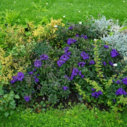 Otočník stromovitý Marine - Heliotropium arborescens - semena otočníku - 40 ks