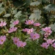 Krásenka Sonata Pink - Cosmos bipinnatus - semena krásenky - 15 ks