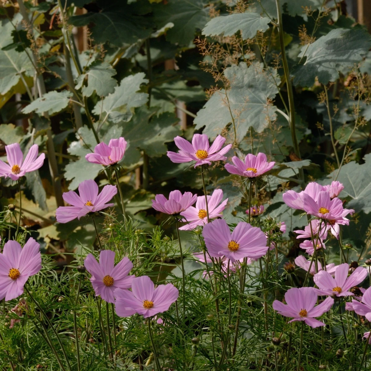 Krásenka Sonata Pink - Cosmos bipinnatus - semena krásenky - 15 ks
