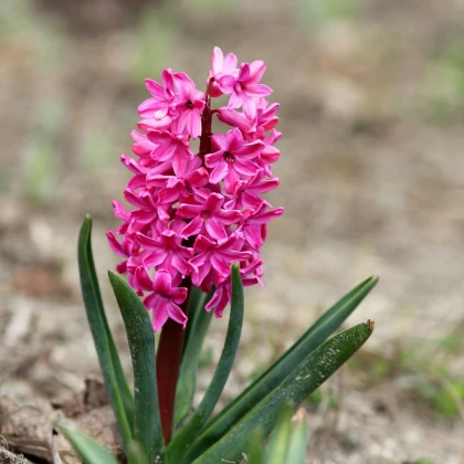 Hyacint Miss Saigon - Hyacinthus - cibule hyacintu - 1 ks