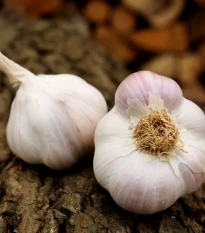 Sadbový česnek Matinka - Allium sativum - nepaličák - cibule česneku - 1 balení