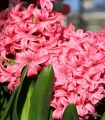 Hyacint Pink Pearl - Hyacinthus L. - cibule hyacintu - 1 ks