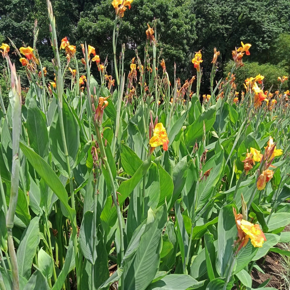 Dosna Yellow Humbert - Canna - hlízy dosny - 1 ks