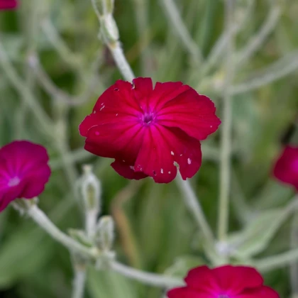 Kohoutek věncový - Lychnis coronaria - semena kohoutku - 50 ks