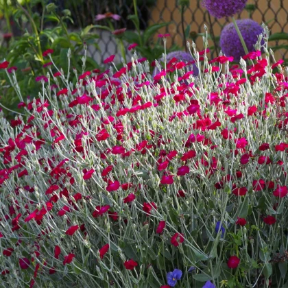 Kohoutek věncový - Lychnis coronaria - semena kohoutku - 50 ks