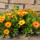 Paprskovka Sunset Shades - Osteospermum - semena paprskovky - 6 ks