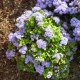 Nestařec modrý Aloha - Ageratum Aloha Blue - semena nestařce - 20 ks