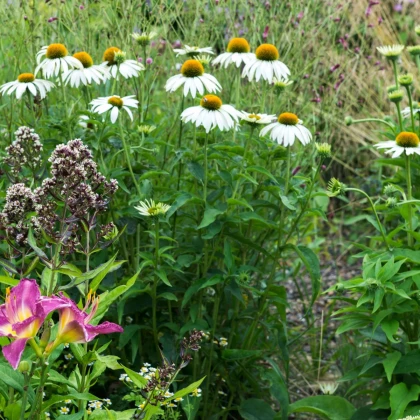 Třapatkovka White Swan - Echinacea purpurea - prostokořenné sazenice třapatkovky - 1 ks
