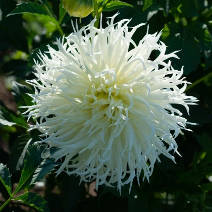 Jiřinka Tsuki Yori No Shisha - Dahlia - hlízy jiřinky - 1 ks