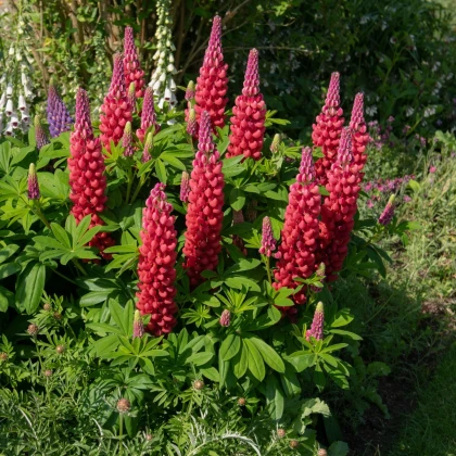 Lupina červená - Lupinus - prostokořenné sazenice lupiny - 1 ks