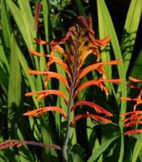 Chasmanthe - Chasmanthe saturnus - cibule chasmanthe - 2 ks