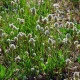 BIO Jitrocel Minutina - Plantago coronopus - bio semena jitrocele - 500 ks
