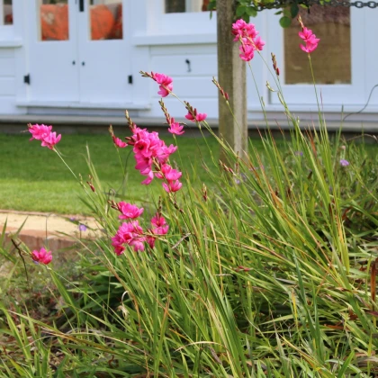 Duhovice Venus - Ixias - hlízy duhovice - 3 ks