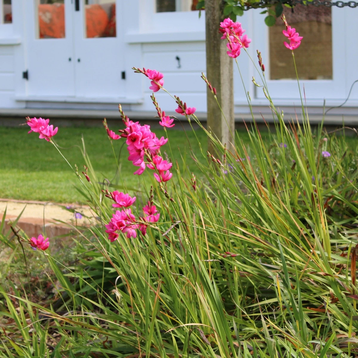 Duhovice Venus - Ixias - hlízy duhovice - 3 ks