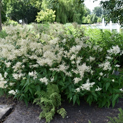 Čechrava japonská Deutschland - Astilbe japonica - hlízy čechravy - 1 ks