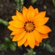 Gazánie Kiss Orange F1 - Gazania rigens - semena gazánie - 12 ks