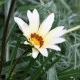 Gazánie Kiss White F1 - Gazania rigens - semena gazánie - 12 ks