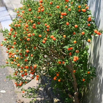 Lilek okrasný Jupiter - Solanum pseudocapsicum - semena okrasného lilku - 10 ks
