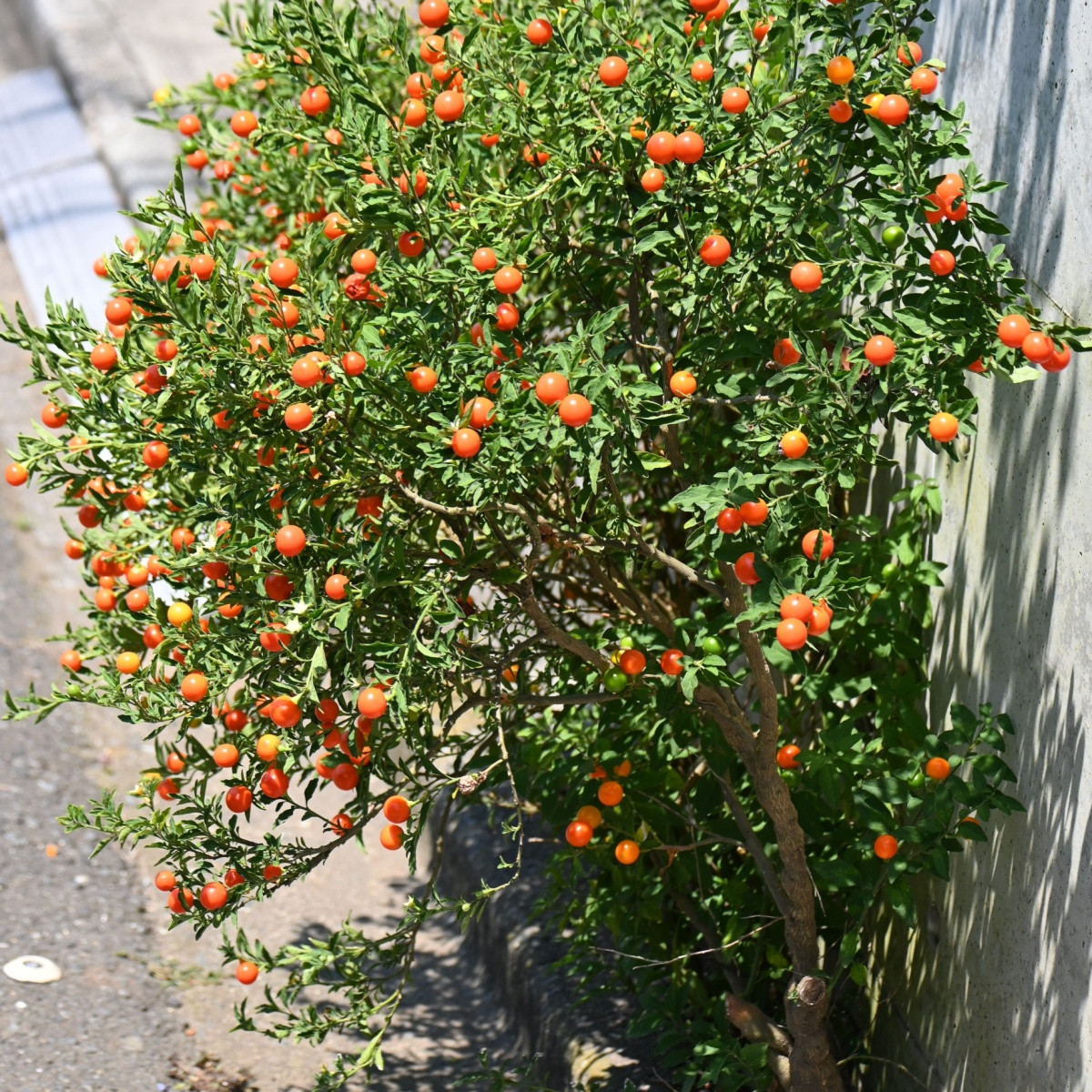 Lilek okrasný Jupiter - Solanum pseudocapsicum - semena okrasného lilku - 10 ks