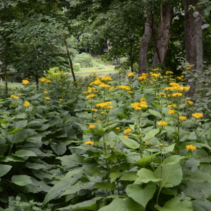 Oman pravý - Inula helenium - semena omanu - 20 ks