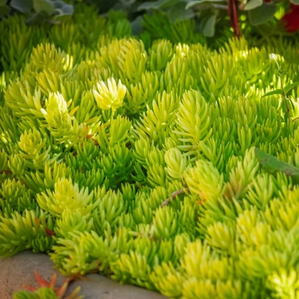 Rozchodník skalní - Sedum reflexum - semena rozchodníku - 70 ks