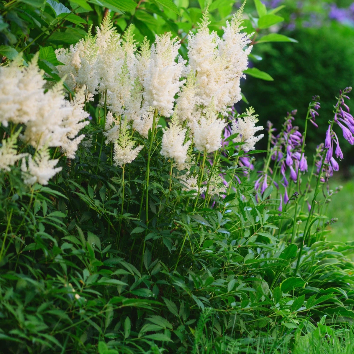 Čechrava arendsii bílá - Astilbe arendsii - semena čechravy - 8 ks