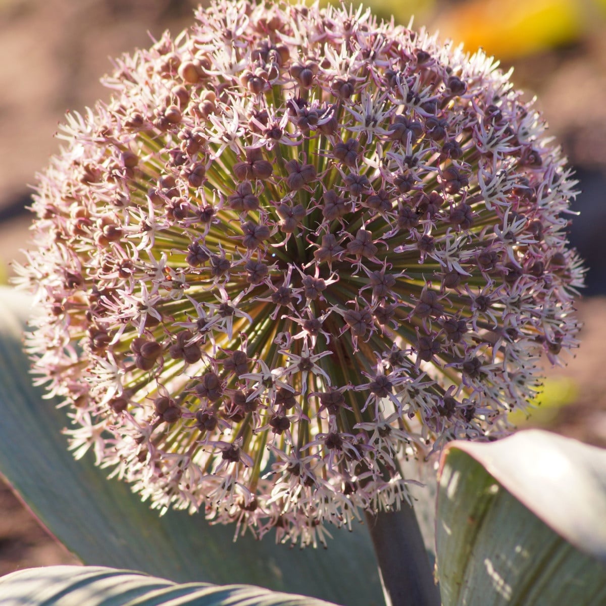 Česnek Karatavský - Allium karataviense - cibule okrasného česneku - 3 ks