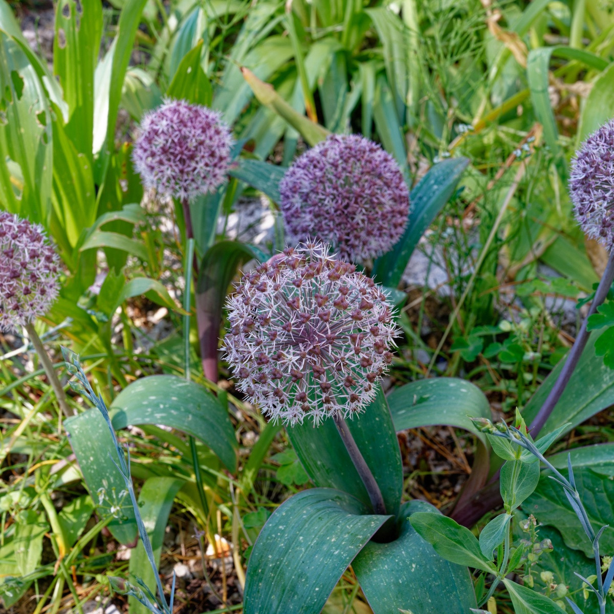 Česnek Karatavský - Allium karataviense - cibule okrasného česneku - 3 ks