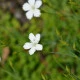 Hvozdík kropenatý bílý - Dianthus deltoides - semena hvozdíku - 100 ks
