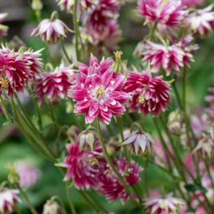 Orlíček Nora Barlow - Aquilegia vulgaris - semena orlíčku - 30 ks