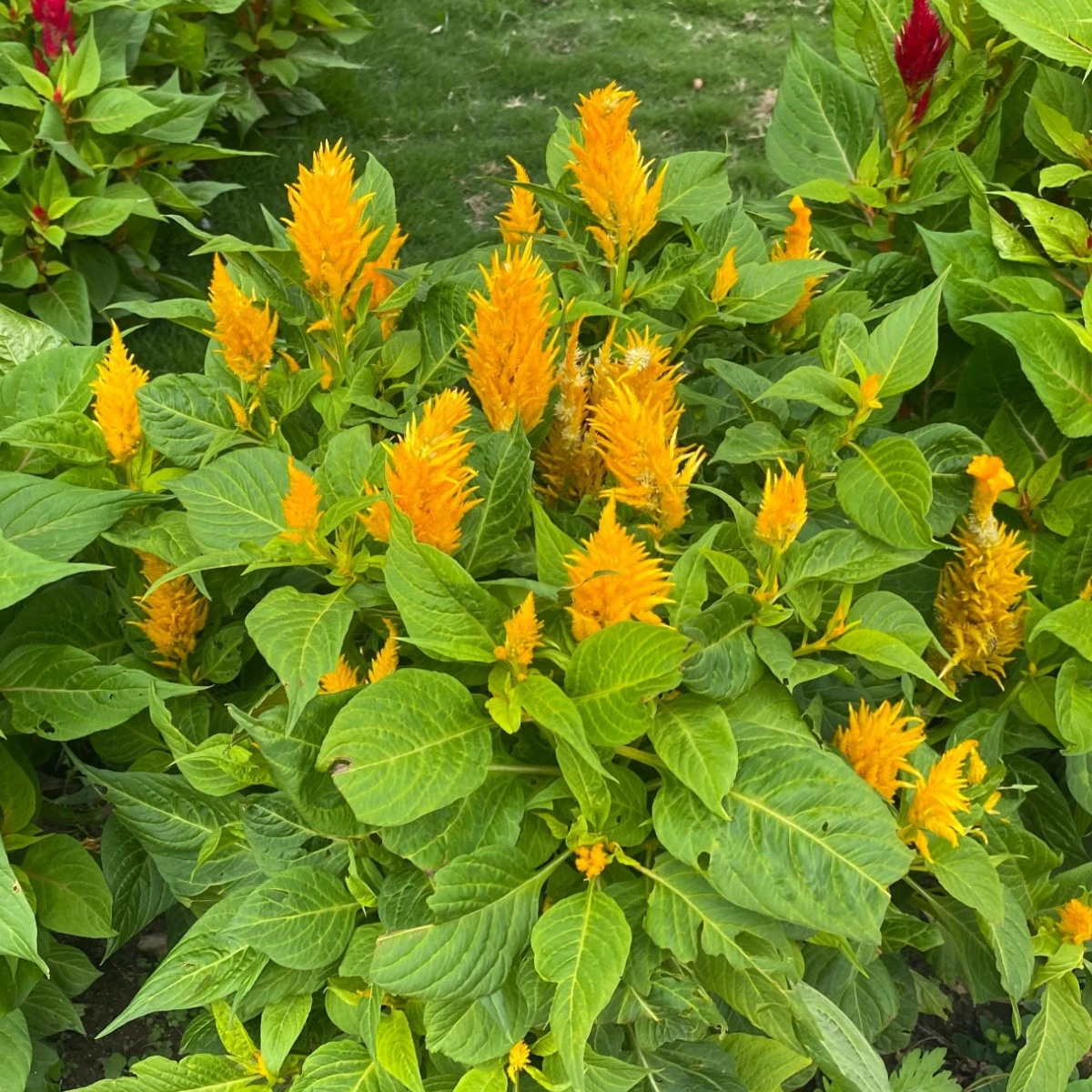 Nevadlec žlutý - Celosia plumosa - semena celosie - 50 ks