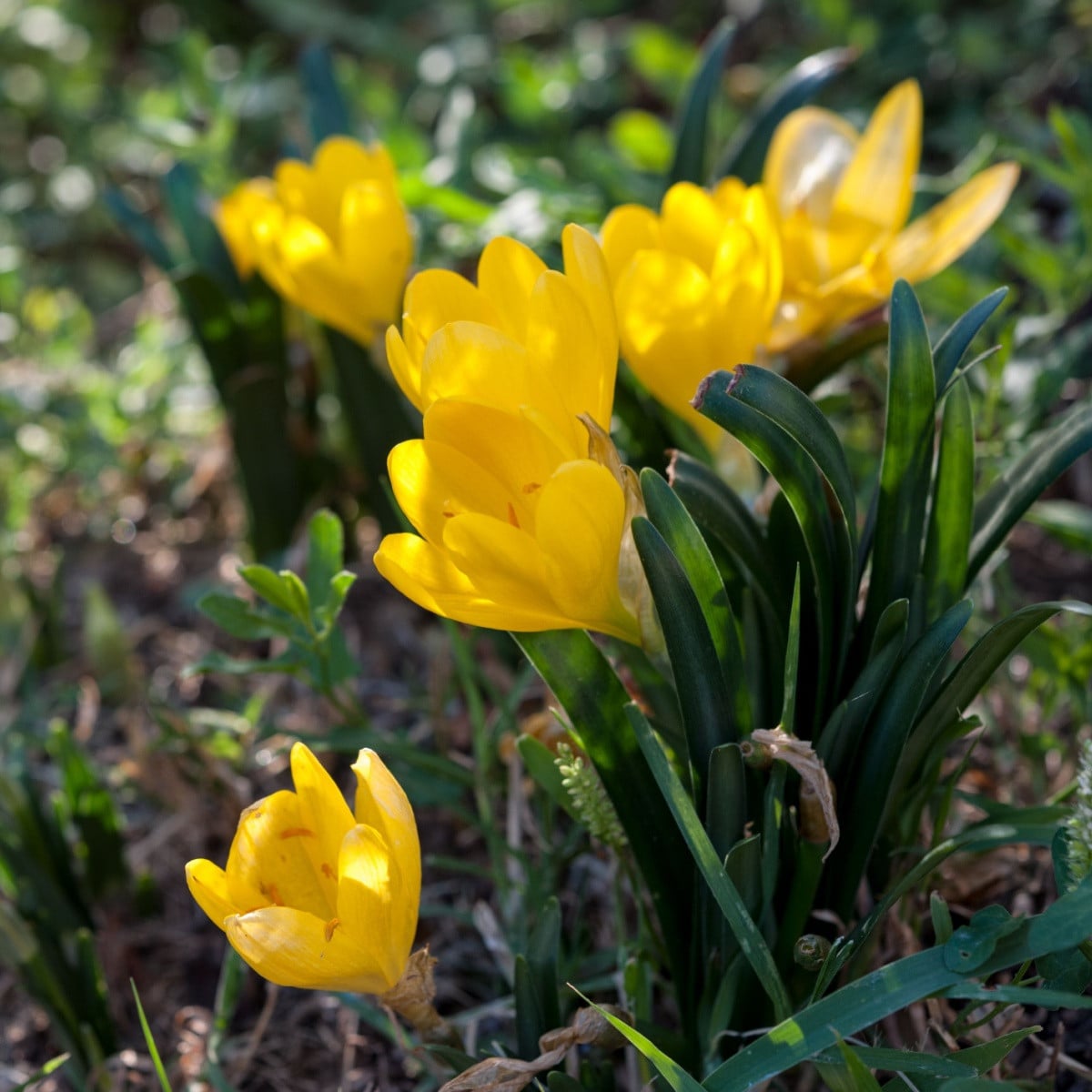Lužanka - Sternbergia - hlízy lužanky - 3 ks