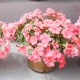 Netýkavka Campos Salmon F1 - Impatiens walleriana - semena netýkavky - 20 ks