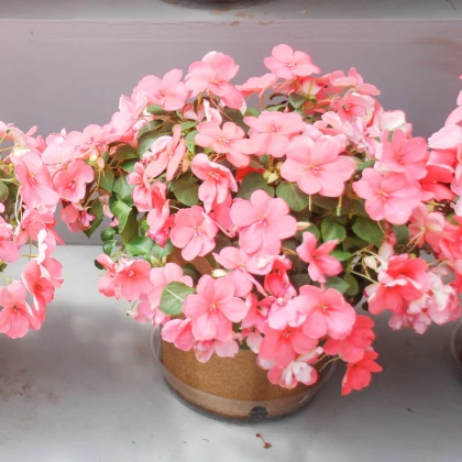 Netýkavka Campos Salmon F1 - Impatiens walleriana - semena netýkavky - 20 ks