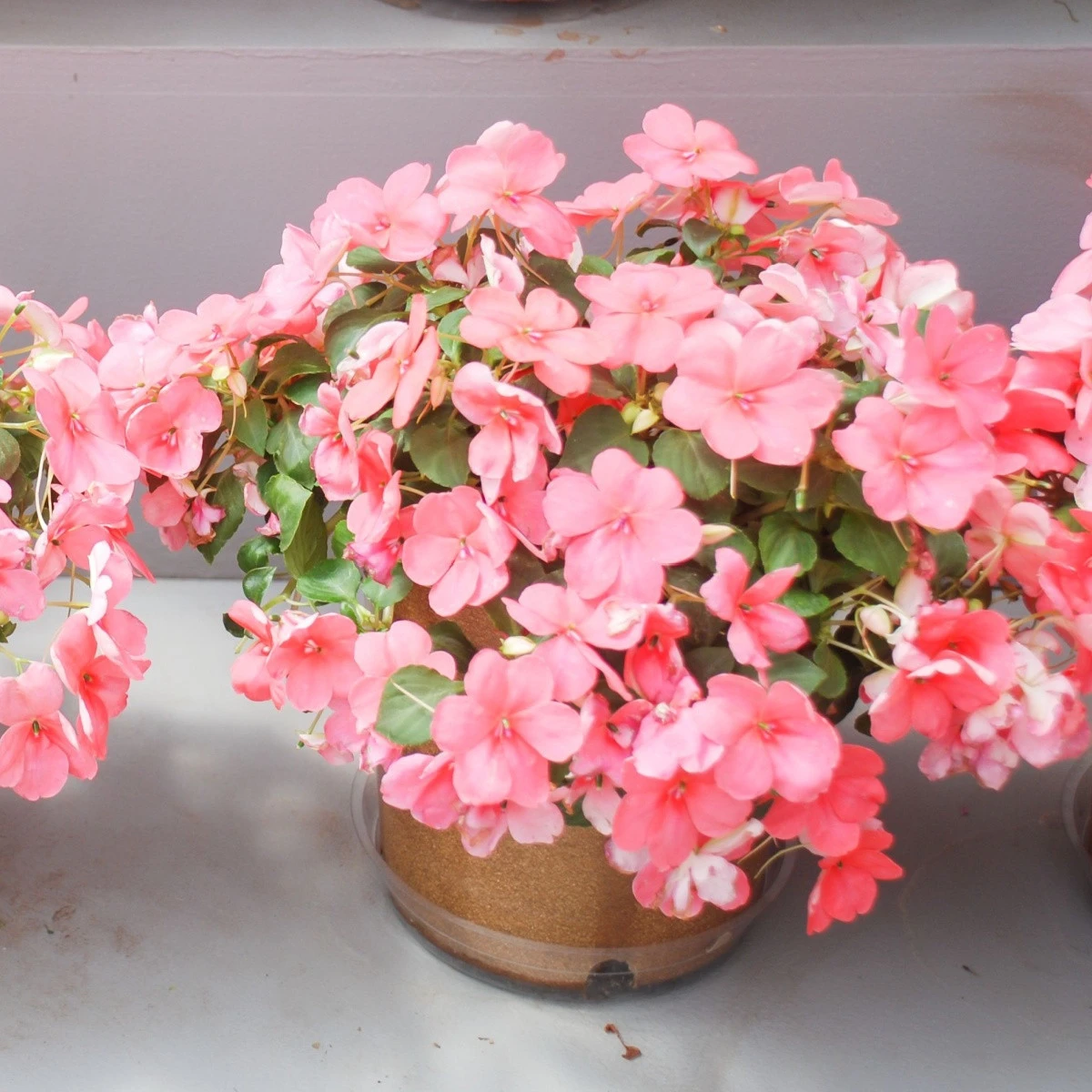 Netýkavka Campos Salmon F1 - Impatiens walleriana - semena netýkavky - 20 ks