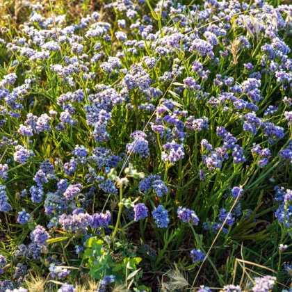 Limonka chobotnatá QIS Pale Blue - Limonium sinuatum - semena limonky - 30 ks