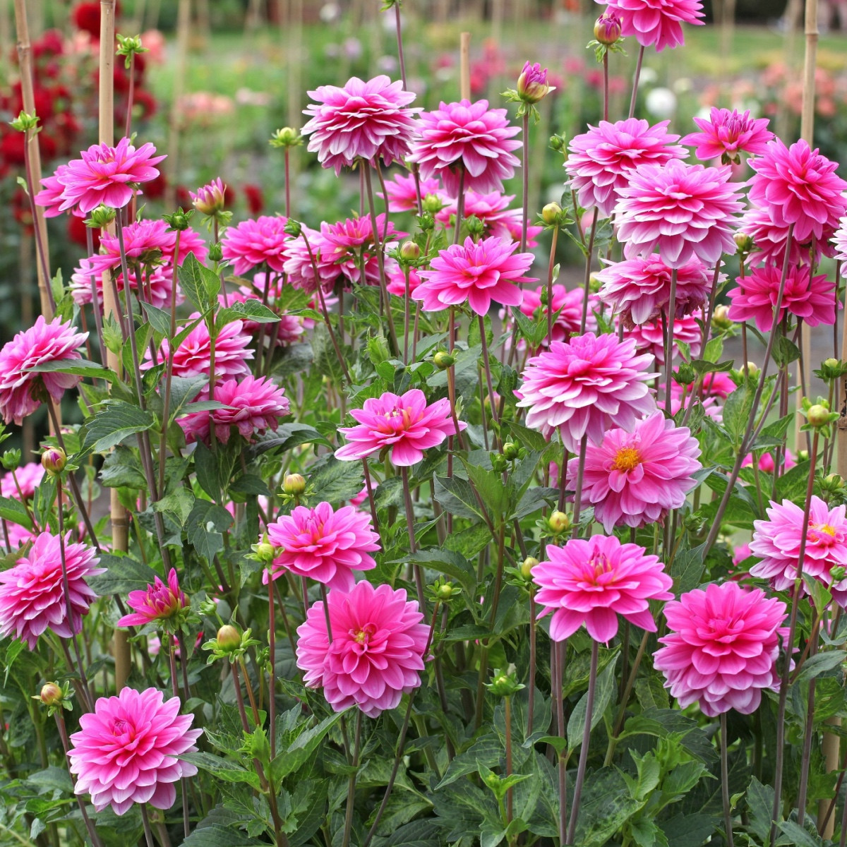 Jiřinka Onesta - Dahlia - hlízy jiřinky - 1 ks