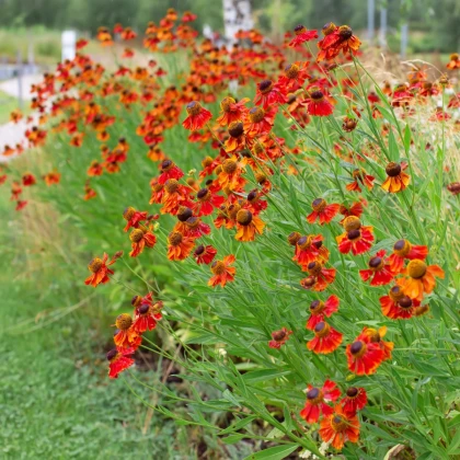 Třapatkovka Red Magnus - Echinacea - prostokořenné sazenice třapatkovky - 1 ks