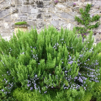 BIO Rozmarýn lékařský - Rosmarinus officinalis - bou semena rozmarýnu - 30 ks