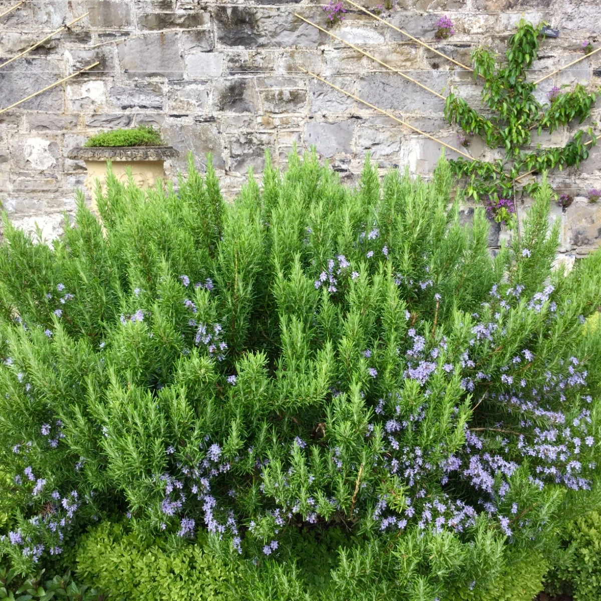 BIO Rozmarýn lékařský - Rosmarinus officinalis - bou semena rozmarýnu - 30 ks