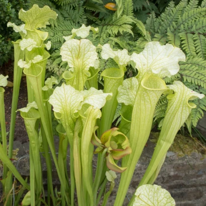 Špirlice bělolistá bílá - Sarracenia leucophylla - semena špirlice - 10 ks