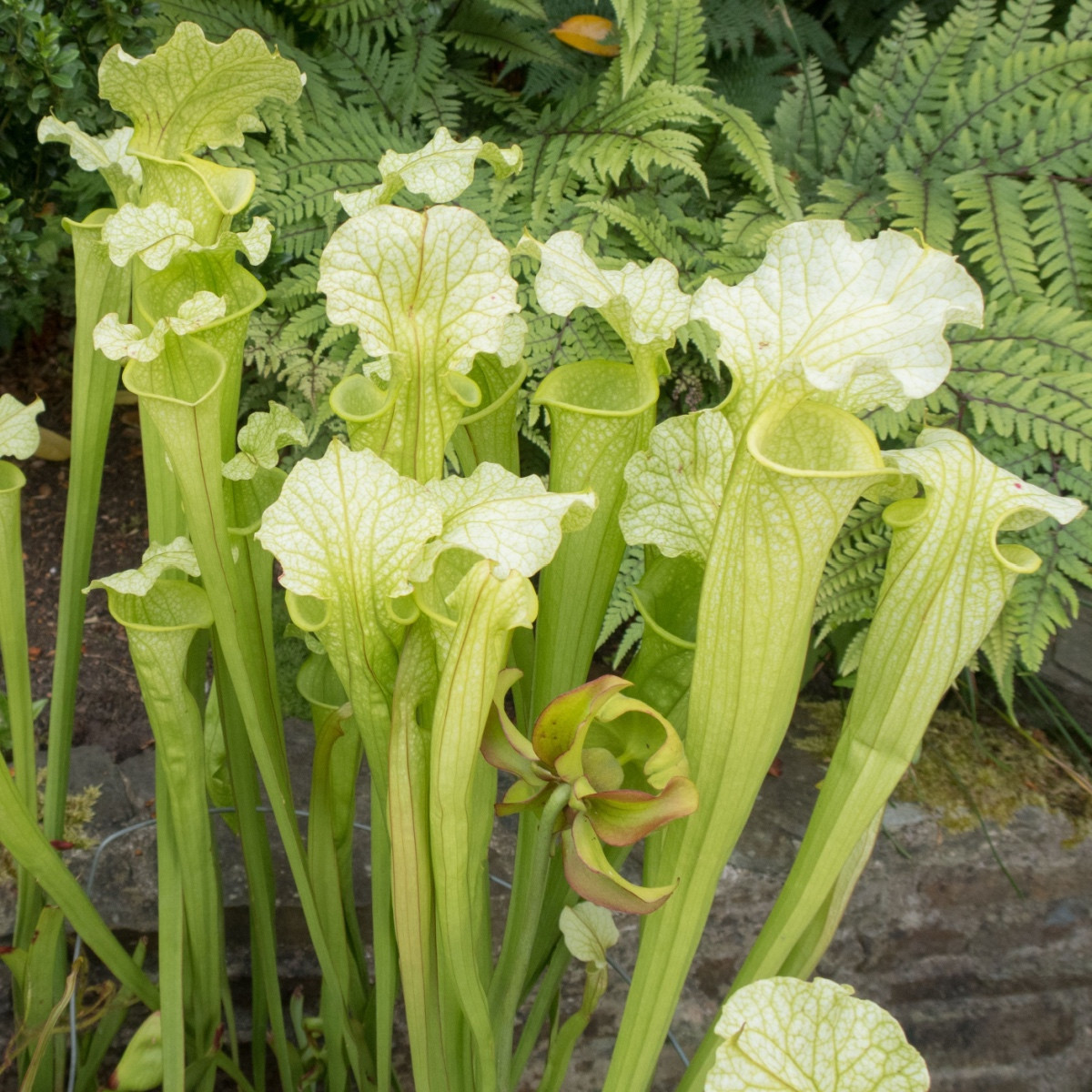 Špirlice bělolistá bílá - Sarracenia leucophylla - semena špirlice - 10 ks
