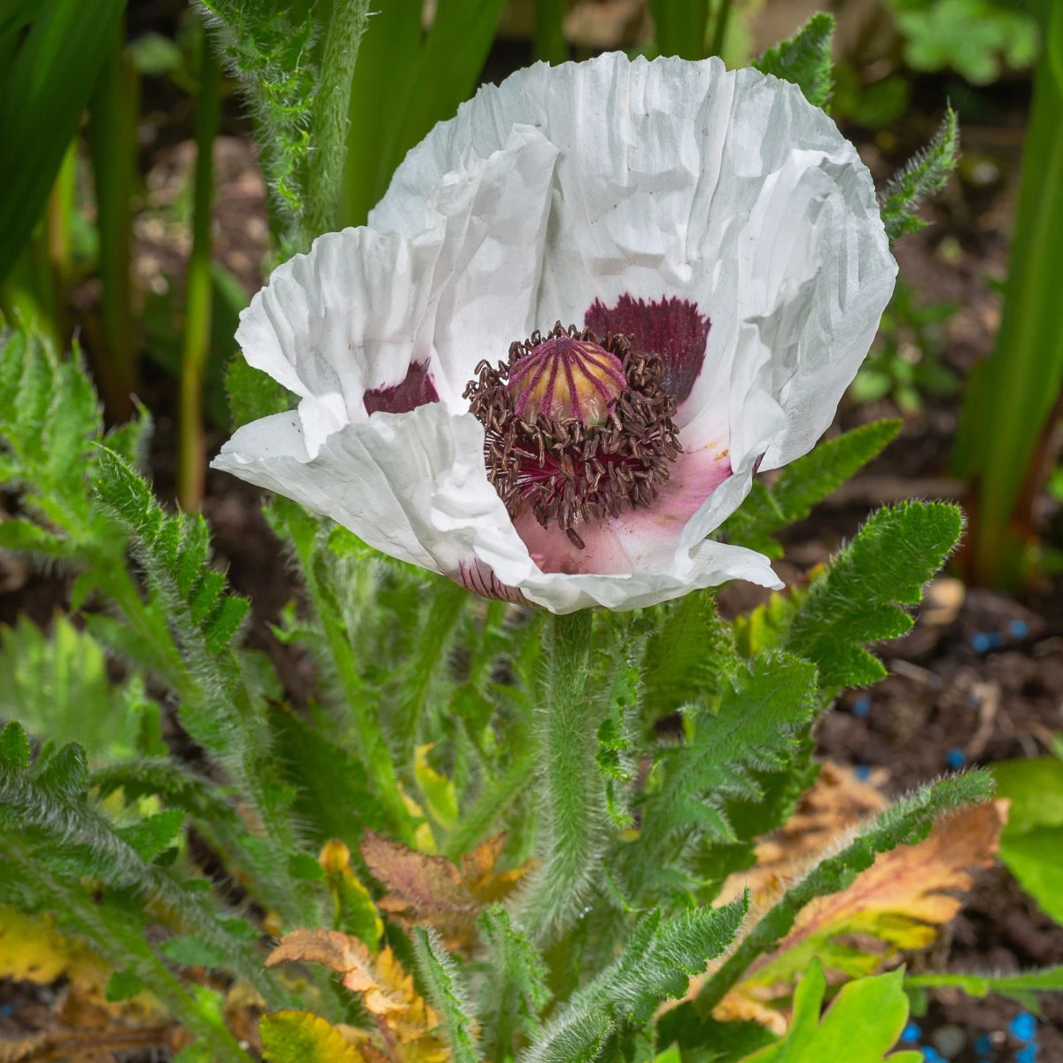 Mák východní Checkers - Papaver orientale - semena máku - 50 ks