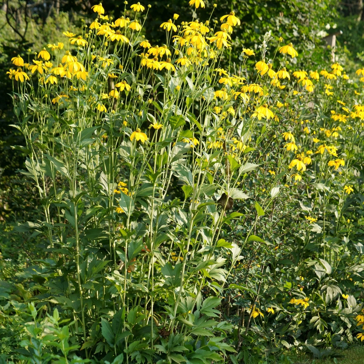 Topinambur červený Violet de Rennes - Helianthus tuberosus - prostokořenné sazenice topinamburu - 1 ks