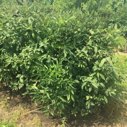 Borůvka kamčatská sibiřská - Lonicera kamtschatica - sazenice borůvky - 1 ks